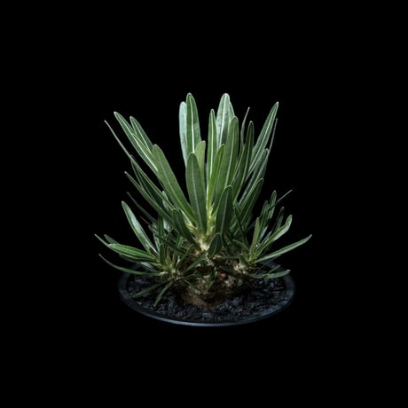 パキポディウム グラキリス / Pachypodium rosulatum var. gracilius #41