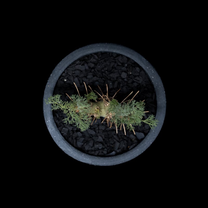 モンソニア ヘレー / Monsonia herrei #1 | Ducks ( plants. )