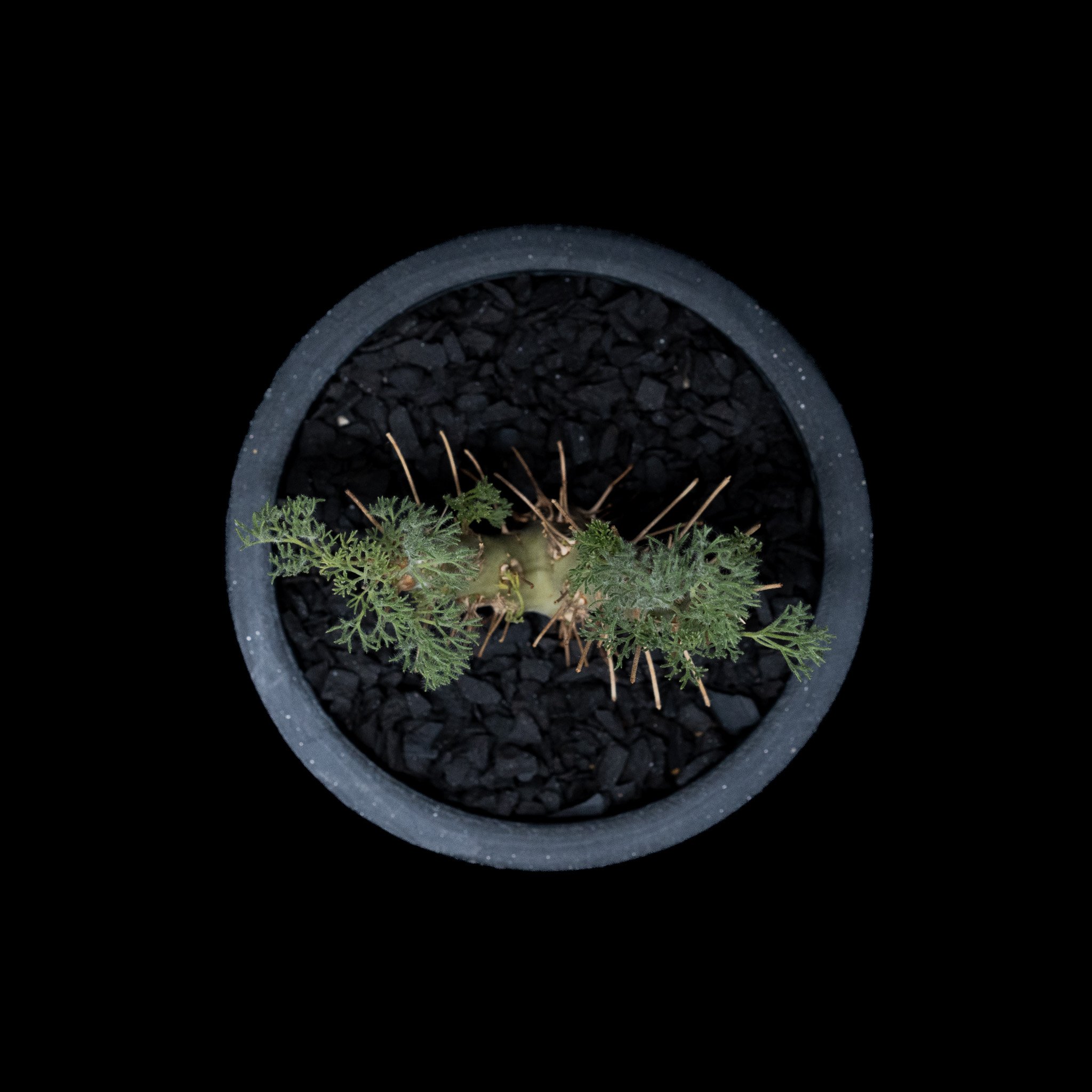 モンソニア ヘレー / Monsonia herrei #1 | Ducks ( plants. )