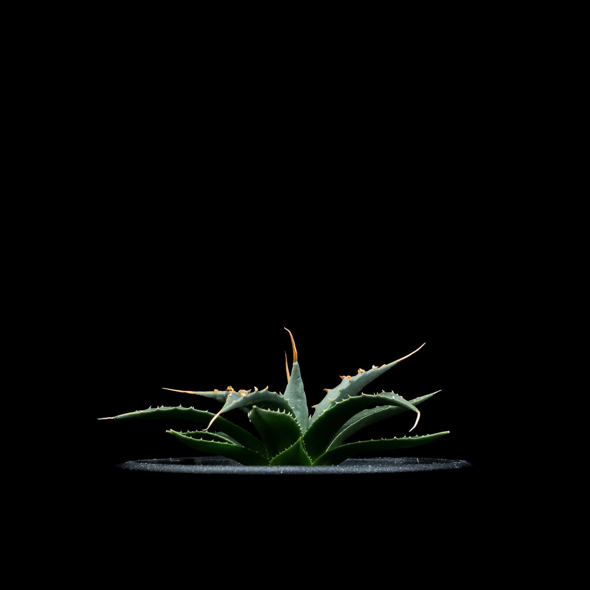 1811 アガベ ユタエンシス エボリスピナ ロングスパイン 陽炎 美株