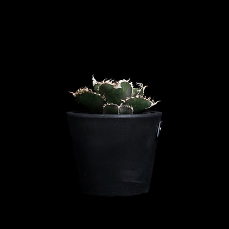 アガベ チタノタ 金剛 / Agave titanota 'King Kong' #1
