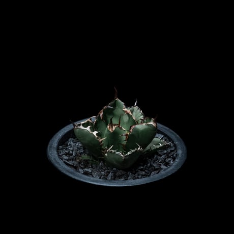 アガベ チタノタ ブラック&ブルー / Agave titanota ‘Black & Blue’ #13