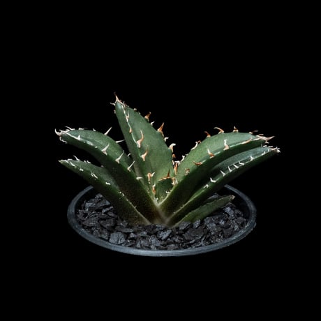 アガベ チタノタ 白鯨 / Agave titanota ‘White Whale’ #48