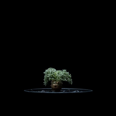 モンソニア ペニクリナム / Monsonia peniculina #26