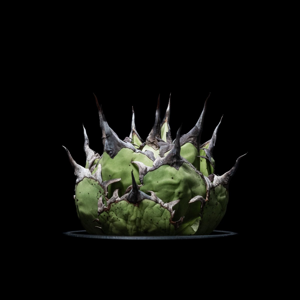 アガベ チタノタ ハデス / Agave titanota 'Hades' #2 | Duck