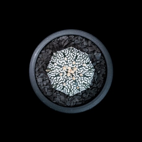 アストロフィツム アステリアス / Astrophytum asterias #20