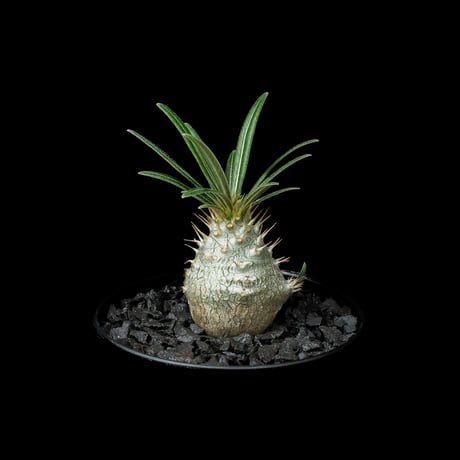 パキポディウム グラキリス / Pachypodium rosulatum var. gracilius #55