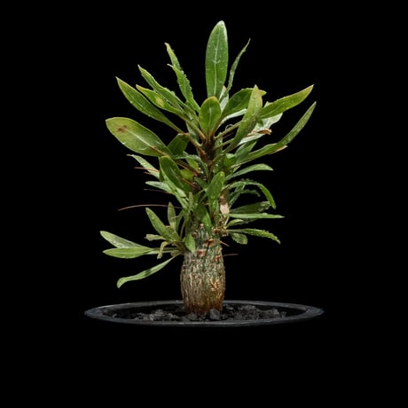 フォークイエリア プルプシー / Fouquieria purpusii #1
