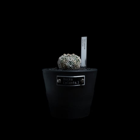 Ducks ( plants. ) ステンレス プランツタグ / センナ メリディオナリス