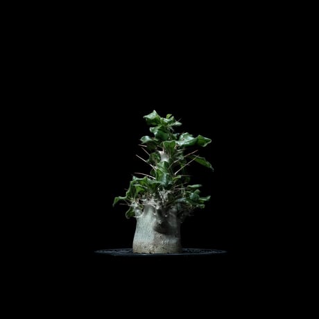 パキポディウム サウンデルシー / Pachypodium saundersii #4