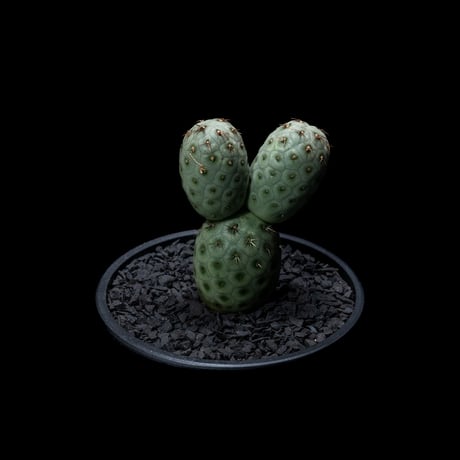 テフロカクタス ゲオメトリクス / Tephrocactus geometricus #2