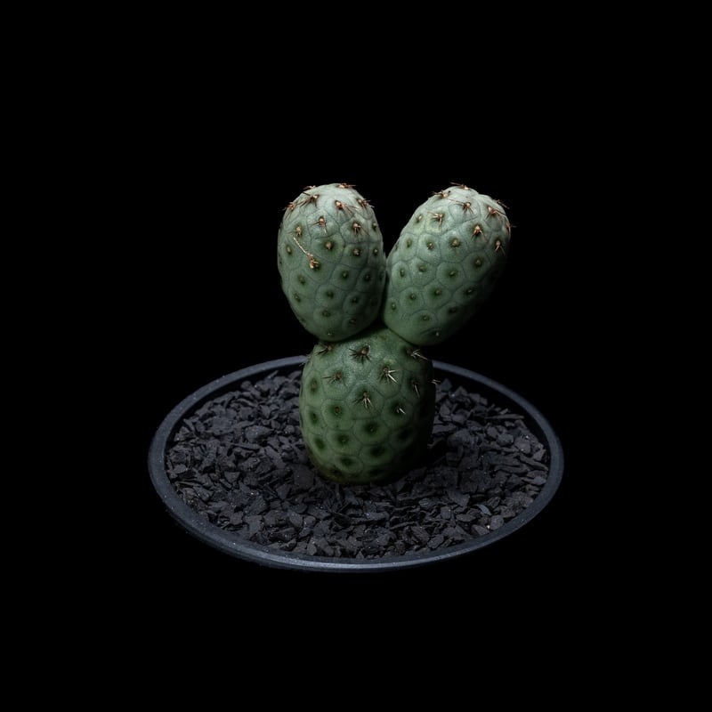 発根済み　多頭　テフロカクタス　ゲオメトリクス テフロカクタス ゲオメトリクス/盆栽、多肉植物、塊根植物、観葉植物