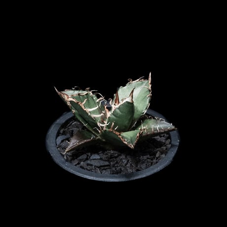 アガベ チタノタ シーザー / Agave titanota ‘Caesar’ #7