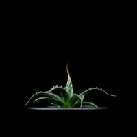 アガベ 王妃笹の雪 A型 白覆輪斑 ピンキー / Agave filifera var