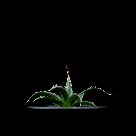 アガベ ユタエンシス エボリスピナ / Agave utahensis var. eborispina #3