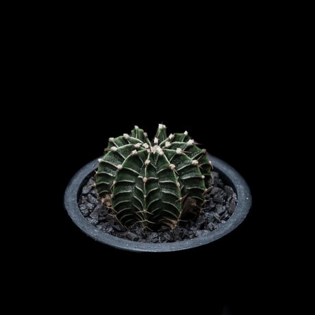 ギムノカリキウム属 フリードリッヒィ LB2178 / Gymnocalycium friedrihii LB2178 #1