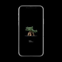 【スマホ壁紙】トリコディアデマ ブルボスム