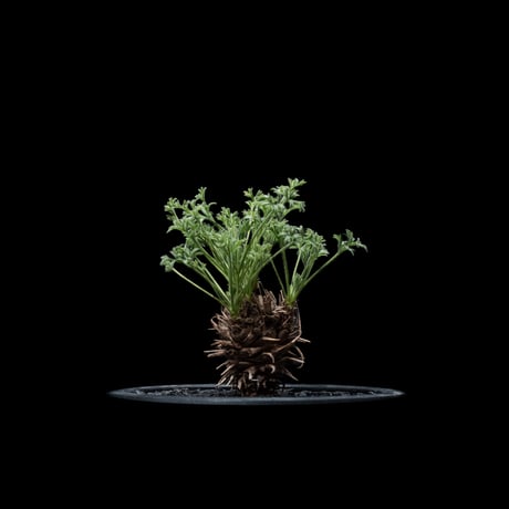 ペラルゴニウム ヒストリクス / Pelargonium hystrix #1