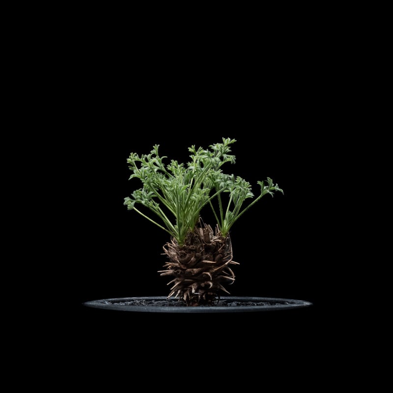 ペラルゴニウム ヒストリクス ペラルゴニウム ヒストリクス / Pelargonium hystrix #2 | Ducks