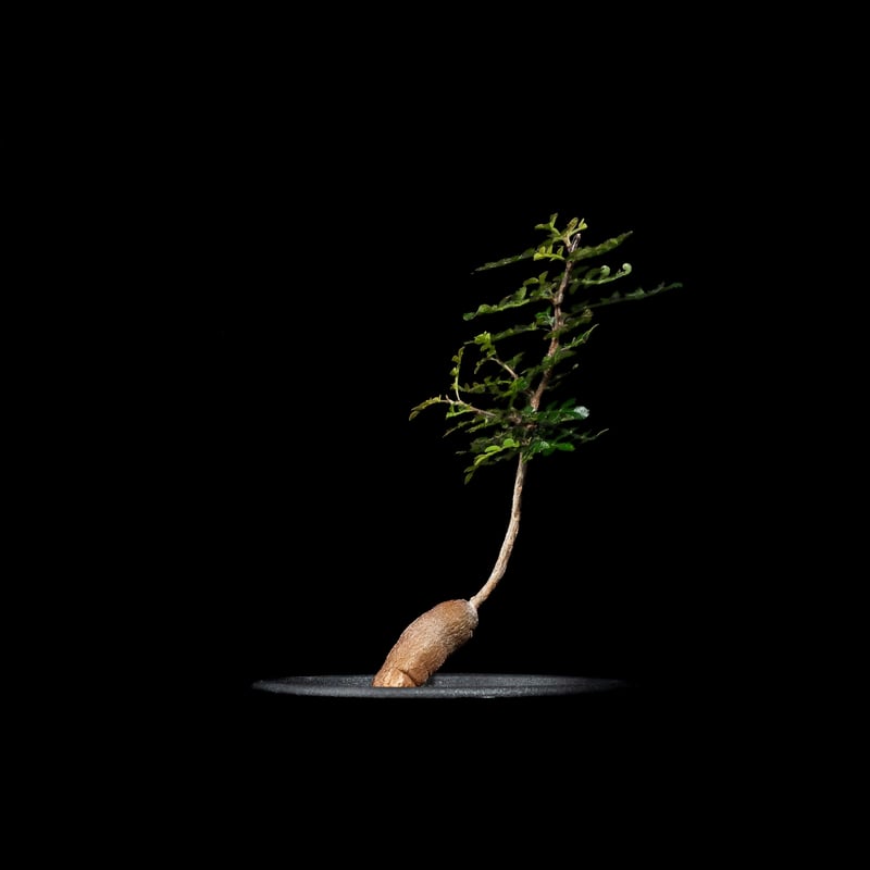 オペルクリカリア パキプス / Operculicarya pachypus #31 | D