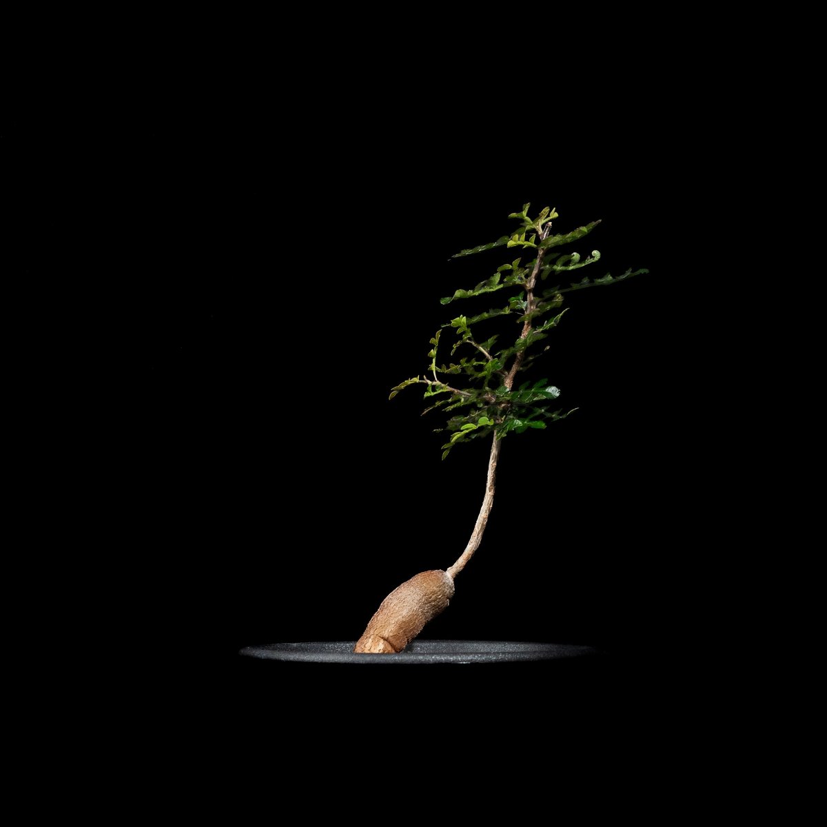 オペルクリカリア パキプス / Operculicarya pachypus #31 | D