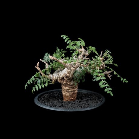 ボスウェリア ネグレクタ / Boswellia neglecta #1
