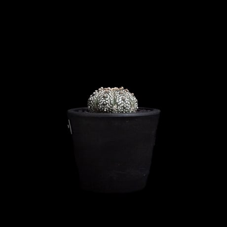 アストロフィツム アステリアス / Astrophytum asterias #7
