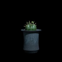 ユーフォルビア バリダ / Euphorbia meloformis ssp. valida #6