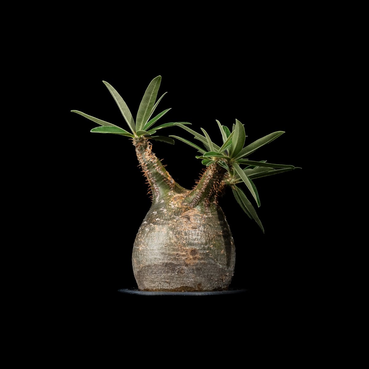 パキポディウム グラキリス / Pachypodium rosulatum var. grac