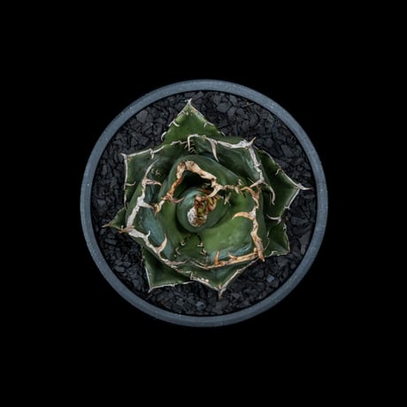 アガベ チタノタ 白鯨 / Agave titanota ‘White Whale’ #12