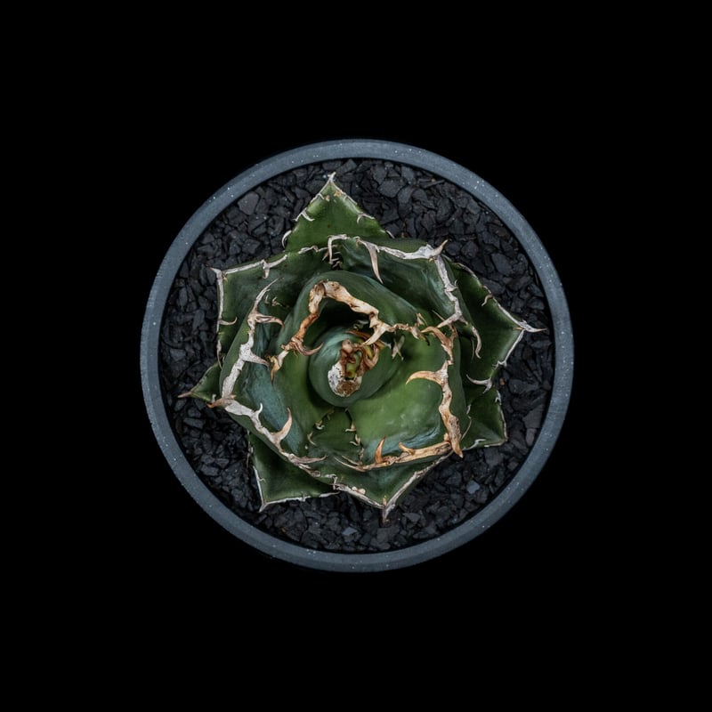 アガベ チタノタ 白鯨 / Agave titanota 'White Whale' #12