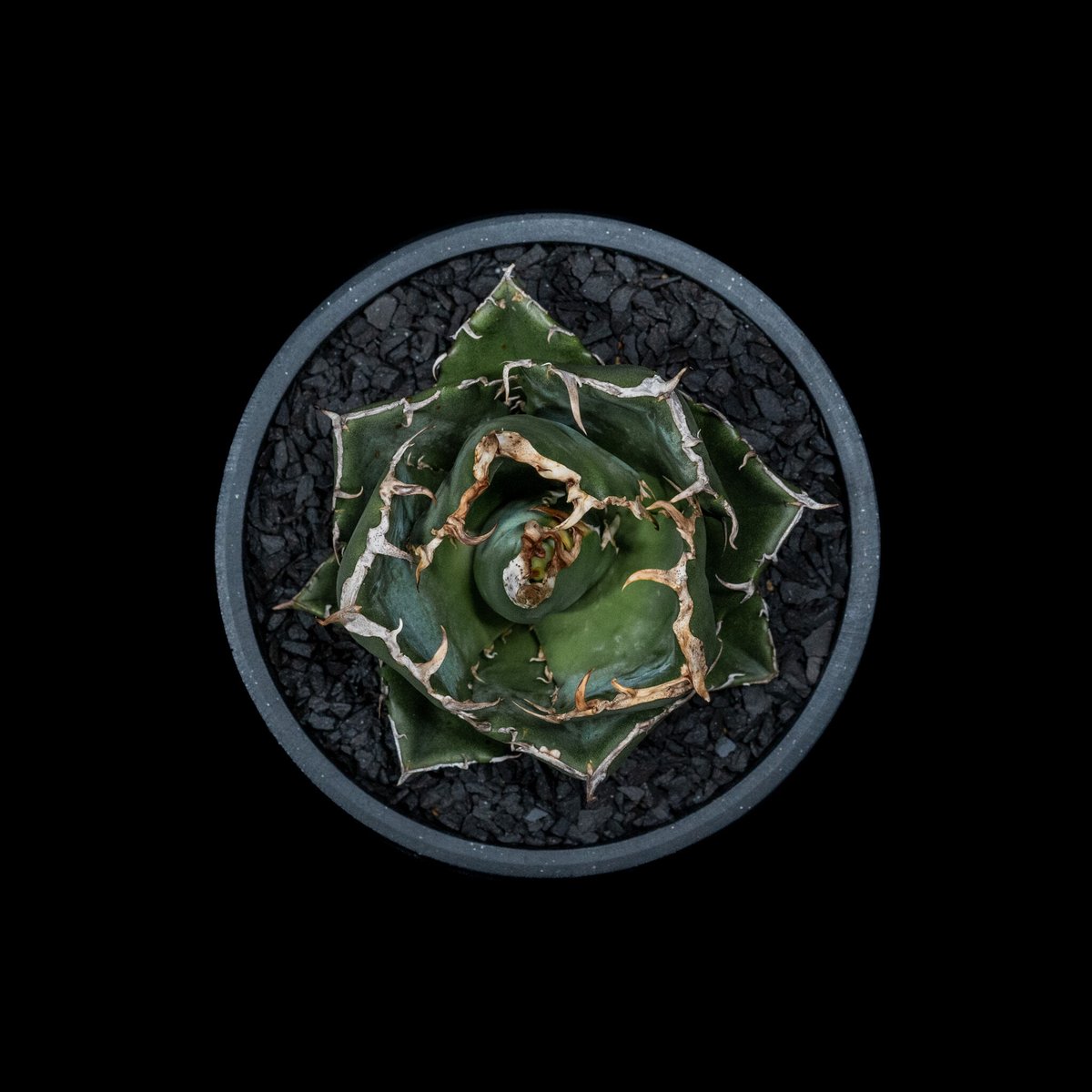 アガベ チタノタ 白鯨 / Agave titanota 'White Whale' #12