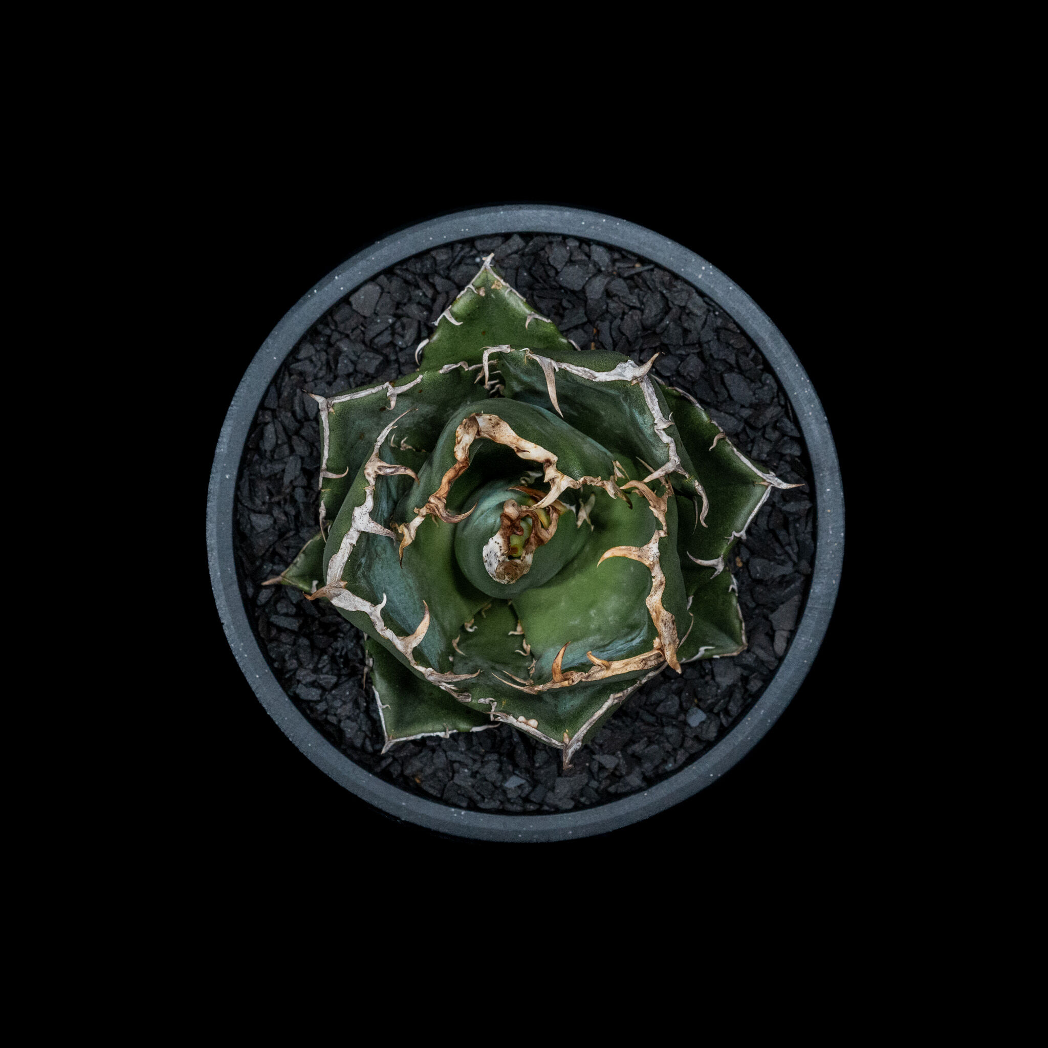 アガベ チタノタ 白鯨 / Agave titanota 'White Whale' #12