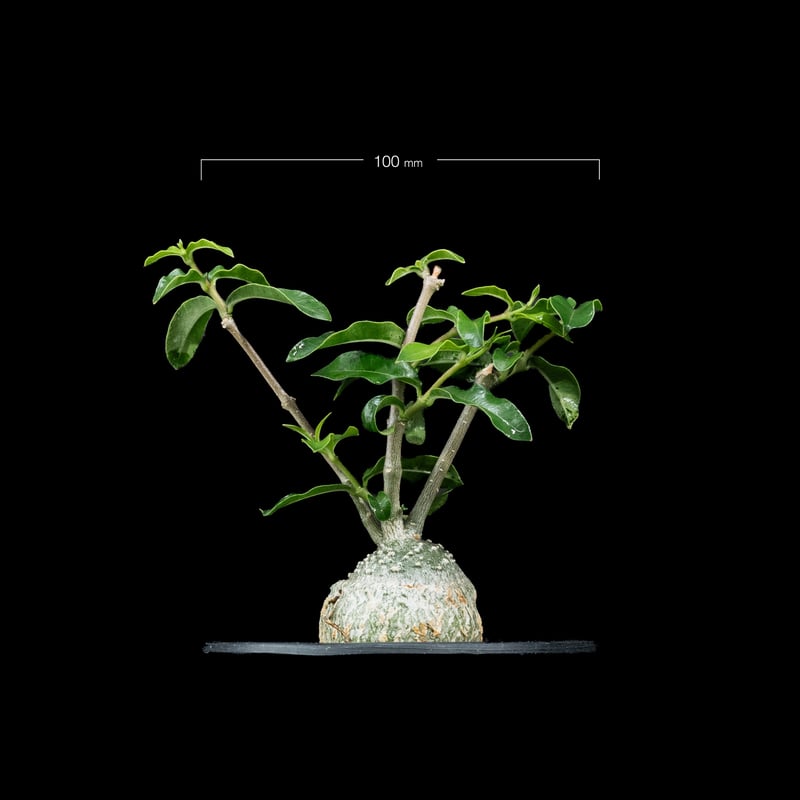 フォッケア エデュリス / Fockea edulis #7 | Ducks ( plants. )