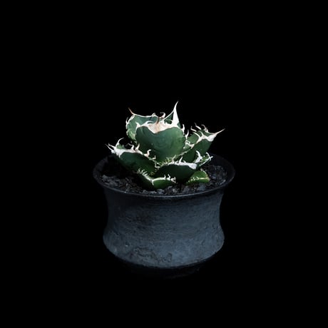 アガベ チタノタ 南アフリカダイヤモンド / Agave titanota 'South Africa Diamond'#13