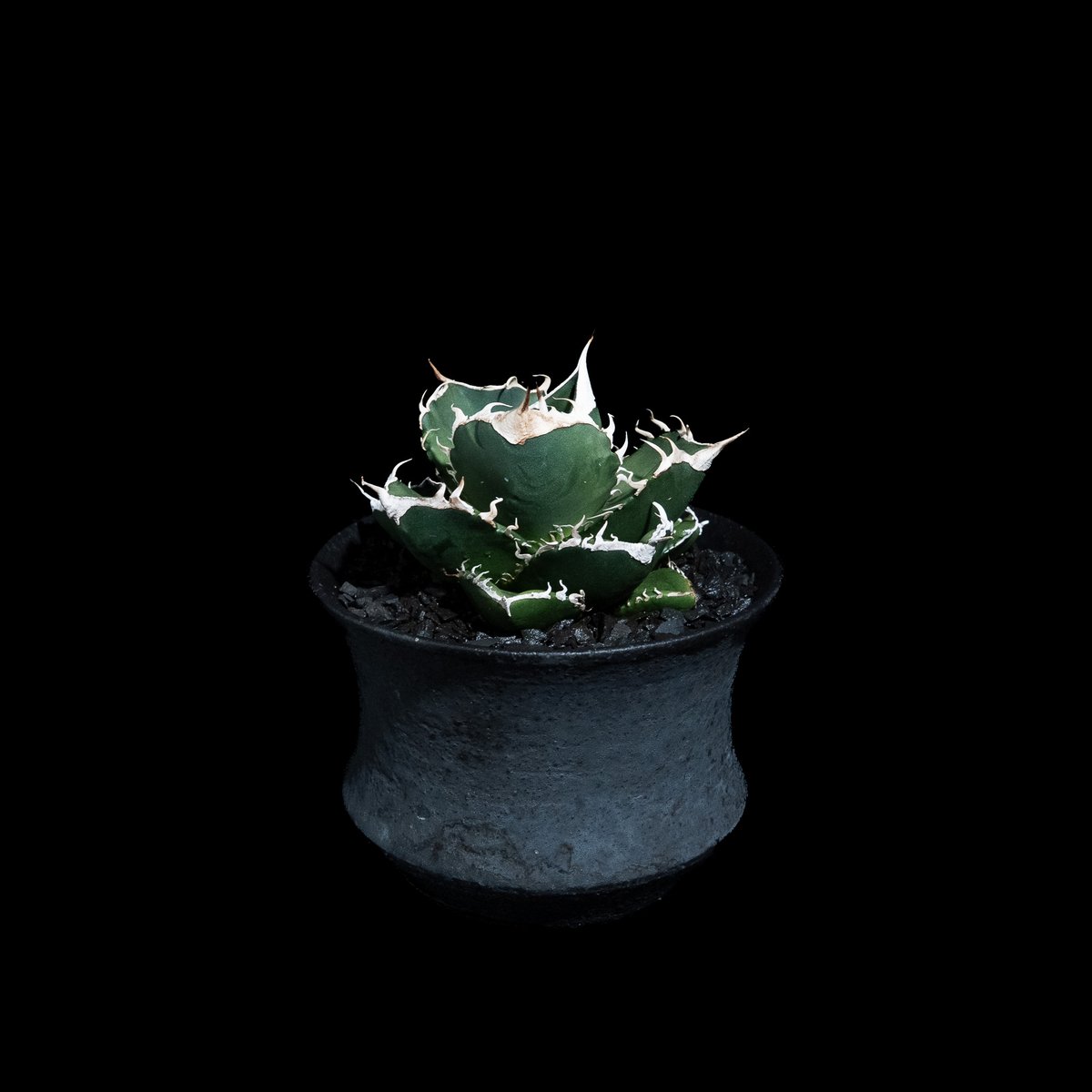 アガベ チタノタ 南アフリカダイヤモンド / Agave titanota 'South