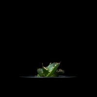 アガベ チタノタ 鬼爪 (カキ仔) / Agave titanota ‘Ghost Claw’ #3