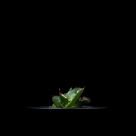 アガベ チタノタ 鬼爪 (カキ仔) / Agave titanota ‘Ghost Claw’ #3