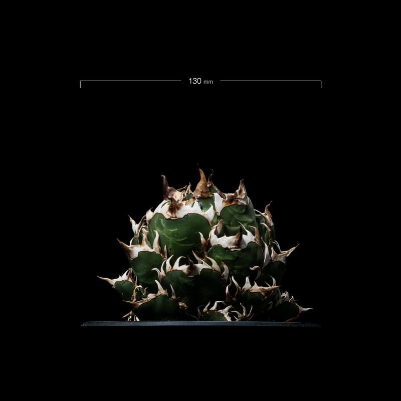 アガベ チタノタ レッドキャットウィーズル 中斑 アガベ チタノタ レッド・キャットウィーズル / Agave titanota