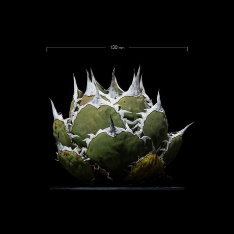アガベ チタノタ 鯊魚劍 / Agave titanota ‘Shark Sword’ #1