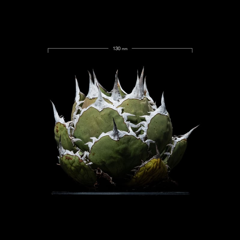 アガベ チタノタ 聖剣錦　低重心 アガベ チタノタ 鯊魚劍 / Agave titanota 'Shark Sword' #1