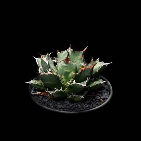 アガベ チタノタ 姫厳竜 / Agave titanota ‘Dwarf’