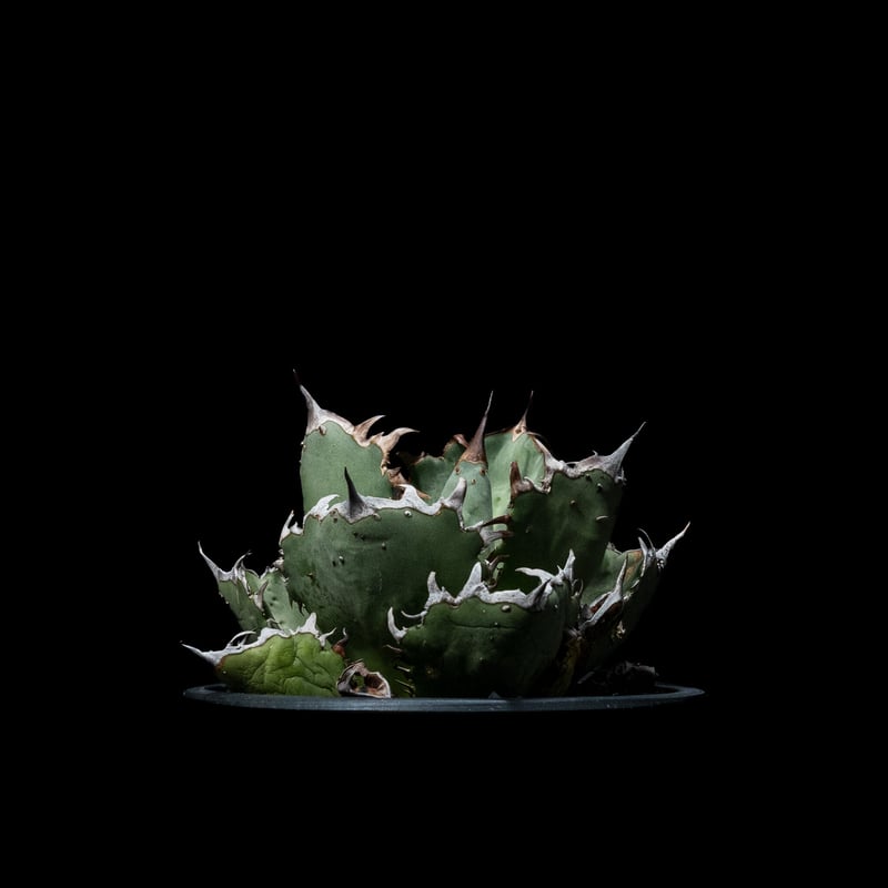 アガベ・チタノタ FO-222 / Agave titanota