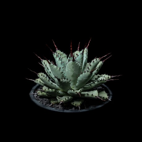アガベ 八荒雷神 / Agave potatorum × macroacantha #1