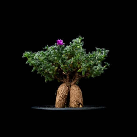 トリコディアデマ ブルボスム / Trichodiadema bulbosum #11