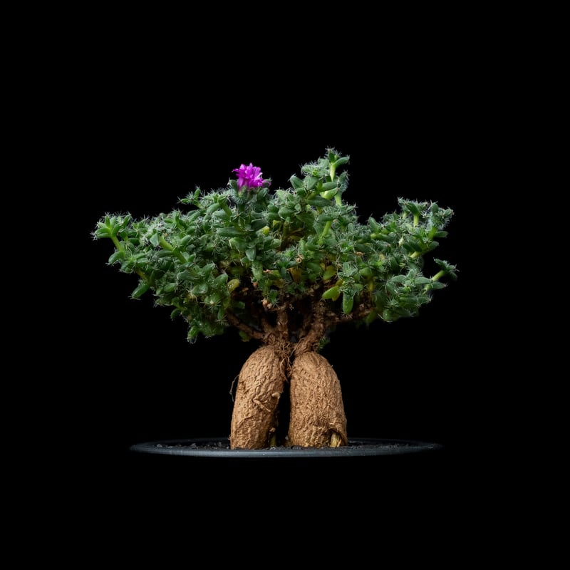 トリコディアデマ　ブルボスム　鉢付き トリコディアデマ ブルボスム / Trichodiadema bulbosum #54 | D