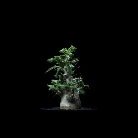 パキポディウム サウンデルシー / Pachypodium saundersii #4