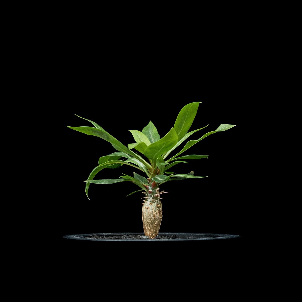 フォークイエリア プルプシー / Fouquieria purpusii #1 | Ducks