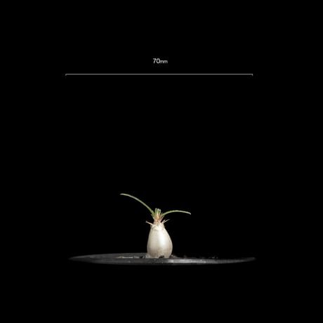 パキポディウム グラキリス / Pachypodium rosulatum var. gracilius #62