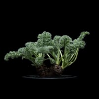 ペラルゴニウム アッペンディクラツム / Pelargonium appendiculatum #7